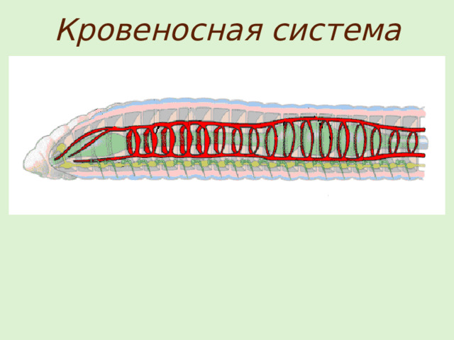 Кровеносная система 
