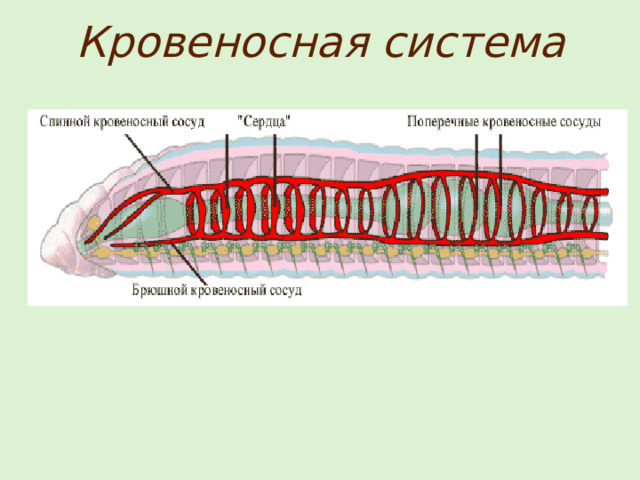 Кровеносная система 