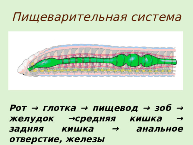 Пищеварительная система Рот → глотка → пищевод → зоб → желудок →средняя кишка → задняя кишка → анальное отверстие, железы 