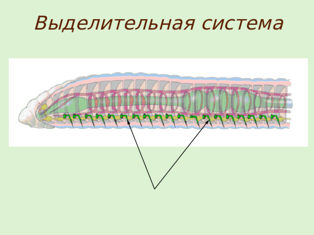 Выделительная система 