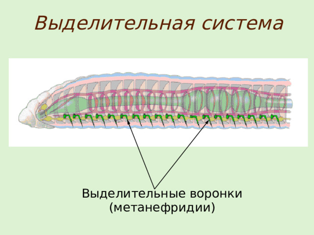 Выделительная система Выделительные воронки (метанефридии) 