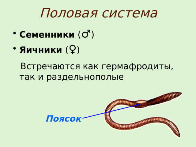 Половая система Семенники ( ♂ ) Яичники ( ♀ )  Встречаются как гермафродиты, так и раздельнополые Поясок 