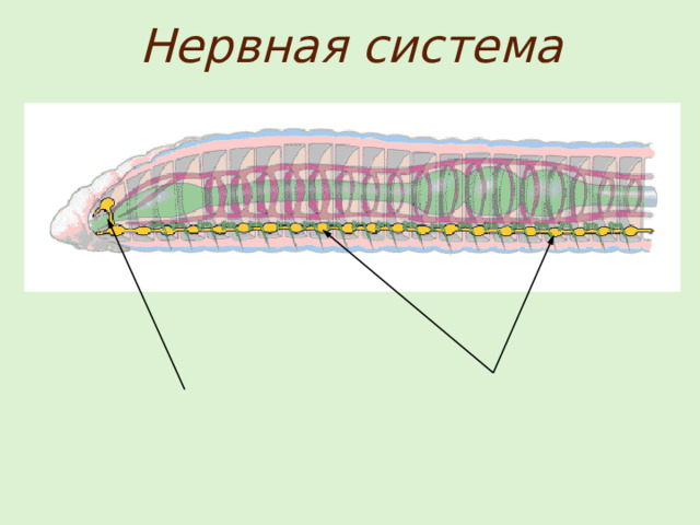 Нервная система 