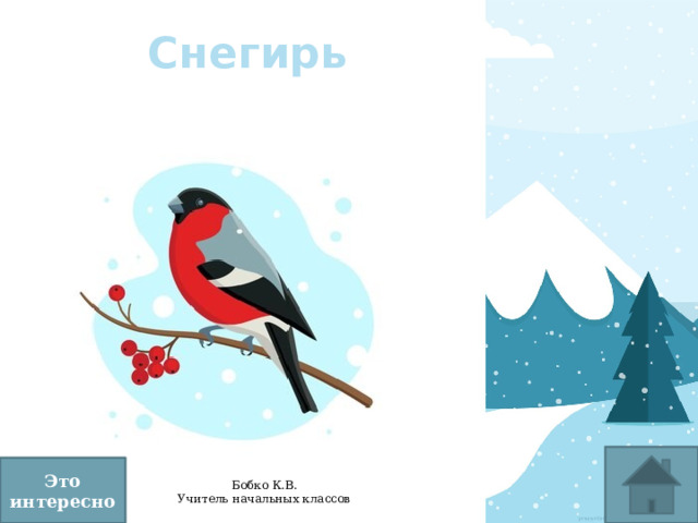 Снегирь Это интересно 