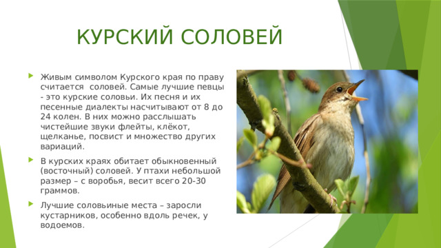 КУРСКИЙ СОЛОВЕЙ Живым символом Курского края по праву считается соловей. Самые лучшие певцы - это курские соловьи. Их песня и их песенные диалекты насчитывают от 8 до 24 колен. В них можно расслышать чистейшие звуки флейты, клёкот, щелканье, посвист и множество других вариаций. В курских краях обитает обыкновенный (восточный) соловей. У птахи небольшой размер – с воробья, весит всего 20-30 граммов. Лучшие соловьиные места – заросли кустарников, особенно вдоль речек, у водоемов. 