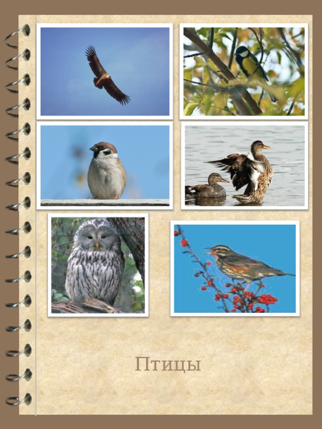 Птицы 