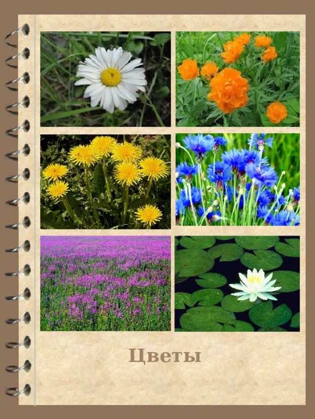  Цветы 