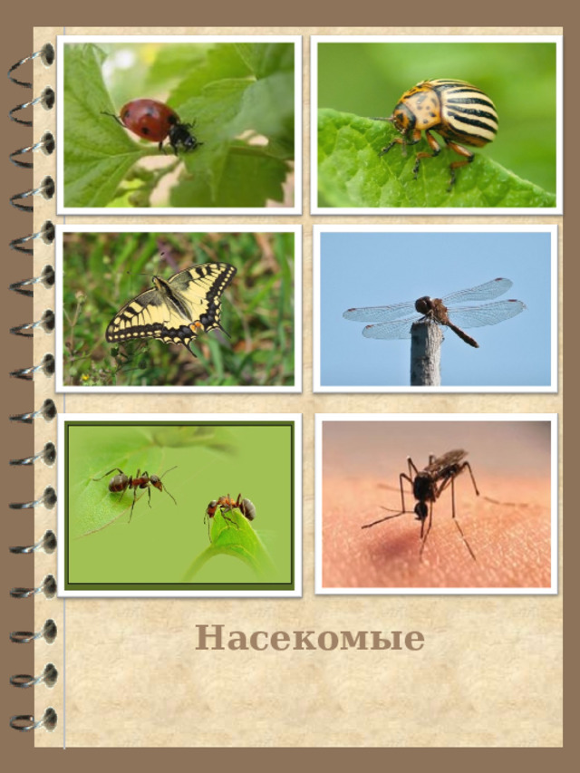 Насекомые 