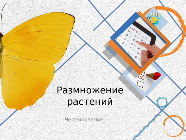Размножение растений Черенкование 