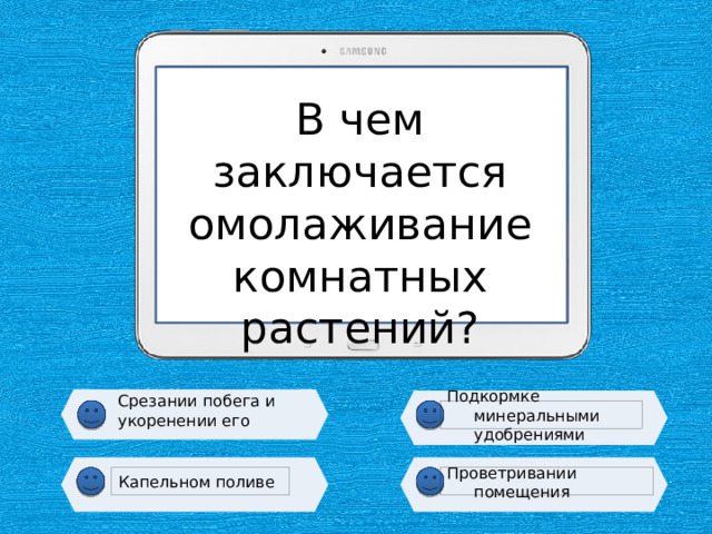 В чем заключается омолаживание комнатных растений? Срезании побега и укоренении его Подкормке минеральными удобрениями Капельном поливе Проветривании помещения 