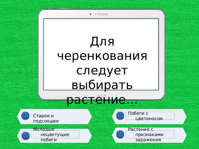 Для черенкования следует выбирать растение… Старое и подсохшее Побеги с цветоносом Молодые нецветущие побеги Растение с признаками заражения 