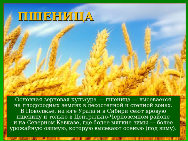 ПШЕНИЦА Основная зерновая культура — пшеница — высевается на плодородных землях в лесостепной и степной зонах. В Поволжье, на юге Урала и в Сибири сеют яровую пшеницу и только в Центрально-Черноземном районе и на Северном Кавказе, где более мягкие зимы — более урожайную озимую, которую высевают осенью (под зиму). 