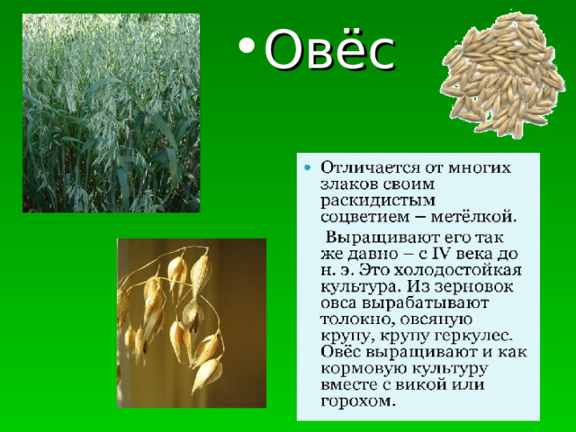 Овёс 