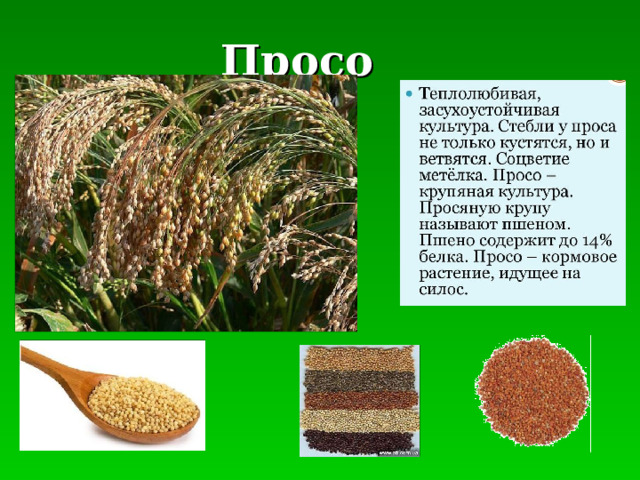  Просо 
