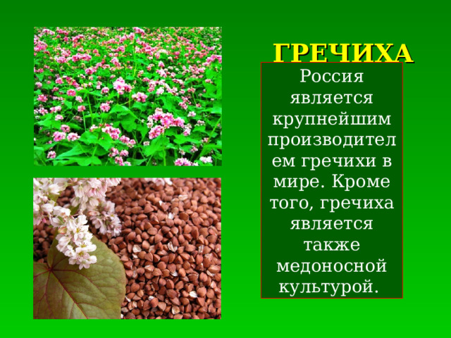 ГРЕЧИХА Россия является крупнейшим производителем гречихи в мире. Кроме того, гречиха является также медоносной культурой. 
