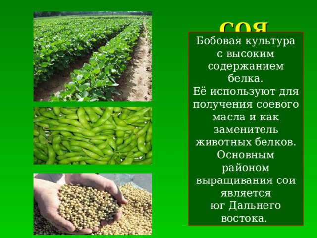 СОЯ Бобовая культура с высоким содержанием белка. Её используют для получения соевого масла и как заменитель животных белков. Основным районом выращивания сои является юг Дальнего востока. 