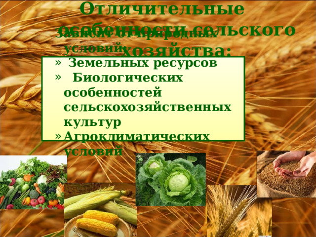 Отличительные особенности сельского хозяйства:    Зависит от природных условий:  Зависит от природных условий:  Зависит от природных условий:  Зависит от природных условий:  Зависит от природных условий:  Земельных ресурсов  Биологических особенностей сельскохозяйственных культур Агроклиматических условий  Земельных ресурсов  Биологических особенностей сельскохозяйственных культур Агроклиматических условий  Земельных ресурсов  Биологических особенностей сельскохозяйственных культур Агроклиматических условий  Земельных ресурсов  Биологических особенностей сельскохозяйственных культур Агроклиматических условий  Земельных ресурсов  Биологических особенностей сельскохозяйственных культур Агроклиматических условий           
