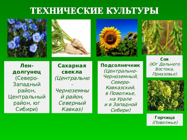 Соя (Юг Дальнего Востока, Приазовье) Лен-долгунец (Северо-Западный район, Центральный район, юг Сибири) Сахарная свекла (Центрально-Черноземный район, Северный Кавказ) Подсолнечник (Центрально-Черноземный, Северо-Кавказский, в Поволжье, на Урале и в Западной Сибири) Горчица (Поволжье) 