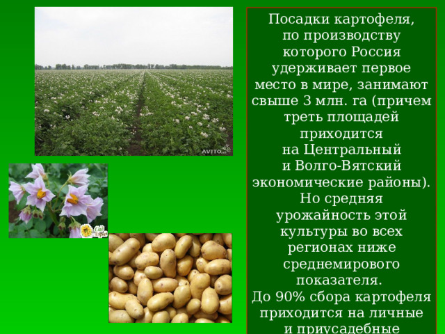 КАРТОФЕЛЬ Посадки картофеля, по производству которого Россия удерживает первое место в мире, занимают свыше 3 млн. га (причем треть площадей приходится на Центральный и Волго-Вятский экономические районы). Но средняя урожайность этой культуры во всех регионах ниже среднемирового показателя.  До 90% сбора картофеля приходится на личные и приусадебные хозяйства . 