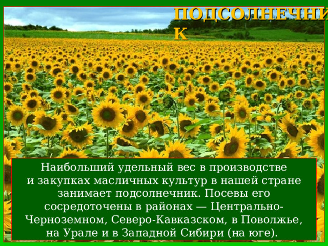 ПОДСОЛНЕЧНИК  Наибольший удельный вес в производстве и закупках масличных культур в нашей стране занимает подсолнечник. Посевы его сосредоточены в районах — Центрально-Черноземном, Северо-Кавказском, в Поволжье, на Урале и в Западной Сибири (на юге). 
