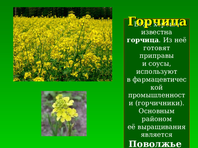 Горчица Всем хорошо известна горчица . Из неё готовят приправы и соусы, используют в фармацевтической промышленности (горчичники). Основным районом её выращивания является Поволжье 