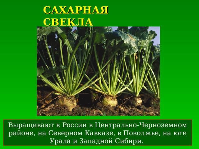 САХАРНАЯ СВЕКЛА Выращивают в России в Центрально-Черноземном районе, на Северном Кавказе, в Поволжье, на юге Урала и Западной Сибири. 