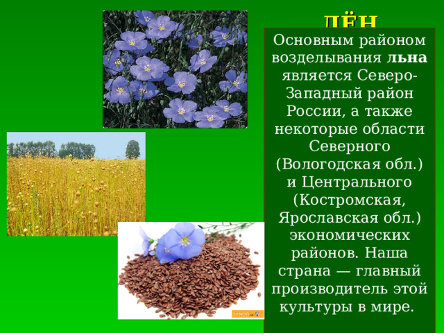 ЛЁН Основным районом возделывания льна является Северо-Западный район России, а также некоторые области Северного (Вологодская обл.) и Центрального (Костромская, Ярославская обл.) экономических районов. Наша страна — главный производитель этой культуры в мире.   