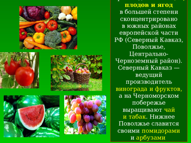 Производство овощей, плодов и ягод  в большей степени сконцентрировано в южных районах европейской части РФ (Северный Кавказ, Поволжье, Центрально-Черноземный район). Северный Кавказ — ведущий производитель винограда и фруктов, а на Черноморском побережье выращивают чай и табак . Нижнее Поволжье славится своими помидорами и  арбузами  
