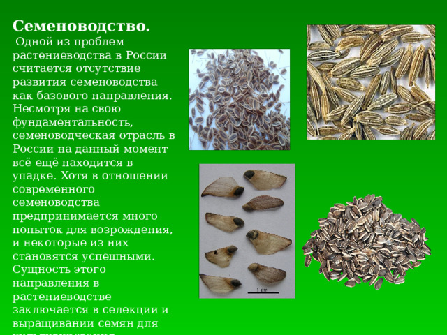 Семеноводство.  Одной из проблем растениеводства в России считается отсутствие развития семеноводства как базового направления. Несмотря на свою фундаментальность, семеноводческая отрасль в России на данный момент всё ещё находится в упадке. Хотя в отношении современного семеноводства предпринимается много попыток для возрождения, и некоторые из них становятся успешными. Сущность этого направления в растениеводстве заключается в селекции и выращивании семян для культивирования различных видов полезных садовых растений. 