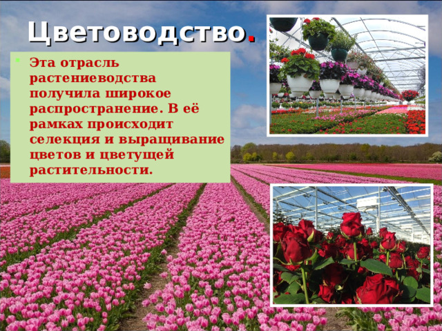 Цветоводство .   Эта  отрасль растениеводства получила широкое распространение. В её рамках происходит селекция и выращивание цветов и цветущей растительности.  