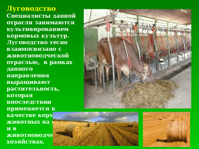 Луговодство . Специалисты данной отрасли занимаются культивированием кормовых культур. Луговодство тесно взаимосвязано с животноводческой отраслью, в рамках данного направления выращивают растительность, которая впоследствии применяется в качестве корма для животных на фермах и в животноводческих хозяйствах. 