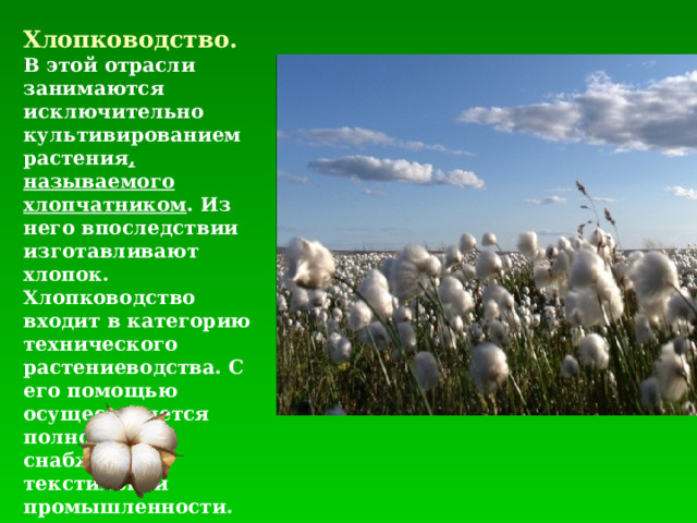 Хлопководство. В этой отрасли занимаются исключительно культивированием растения , называемого хлопчатником . Из него впоследствии изготавливают хлопок. Хлопководство входит в категорию технического растениеводства. С его помощью осуществляется полноценное снабжение текстильной промышленности. 