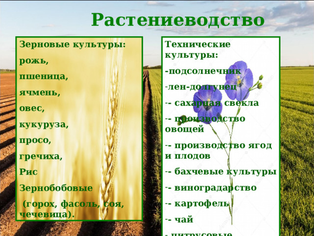  Растениеводство Зерновые культуры: рожь, пшеница, ячмень, овес, кукуруза, просо, гречиха, Рис Зернобобовые  (горох, фасоль, соя, чечевица). Технические культуры: -подсолнечник лен-долгунец - сахарная свекла - производство овощей - производство ягод и плодов - бахчевые культуры - виноградарство - картофель - чай  цитрусовые 