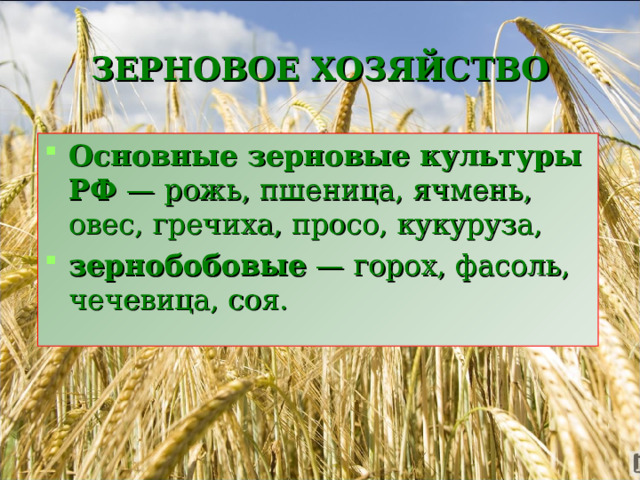 ЗЕРНОВОЕ ХОЗЯЙСТВО Основные зерновые культуры РФ  — рожь, пшеница, ячмень, овес, гречиха, просо, кукуруза, зернобобовые  — горох, фасоль, чечевица, соя. 