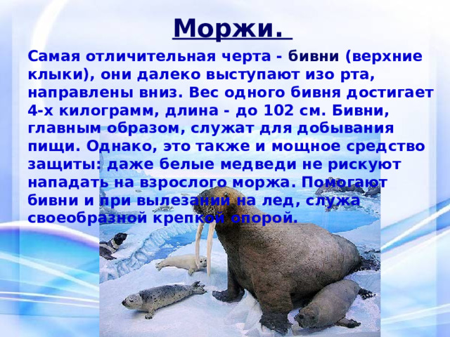 Моржи. Самая отличительная черта - бивни (верхние клыки), они далеко выступают изо рта, направлены вниз. Вес одного бивня достигает 4-х килограмм, длина - до 102 см. Бивни, главным образом, служат для добывания пищи. Однако, это также и мощное средство защиты: даже белые медведи не рискуют нападать на взрослого моржа. Помогают бивни и при вылезании на лед, служа своеобразной крепкой опорой. 