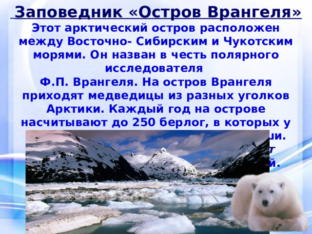   Заповедник «Остров Врангеля» Этот арктический остров расположен между Восточно- Сибирским и Чукотским морями. Он назван в честь полярного исследователя Ф.П. Врангеля. На остров Врангеля приходят медведицы из разных уголков Арктики. Каждый год на острове насчитывают до 250 берлог, в которых у медведиц появляются на свет малыши. Поэтому остров Врангеля называют «родильным домом» белых медведей.   