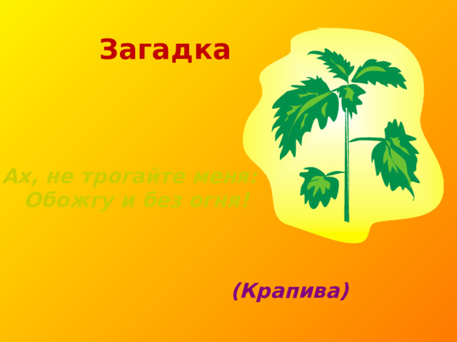  Загадка . Ах, не трогайте меня:  Обожгу и без огня! (Крапива) 