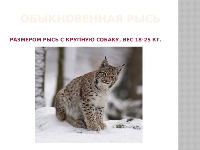  Обыкновенная рысь   Размером рысь с крупную собаку, вес 18-25 кг. 