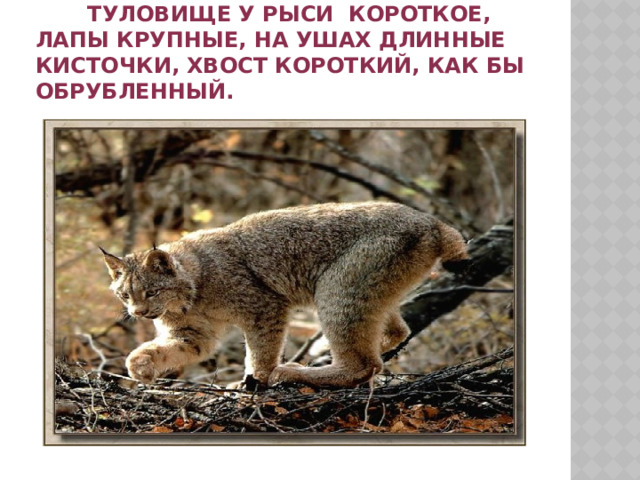  Туловище у рыси короткое, Лапы крупные, на ушах длинные кисточки, хвост короткий, как бы обрубленный. 