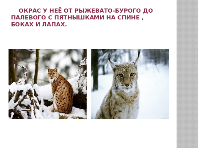  Окрас у неё от рыжевато-бурого до палевого с пятнышками на спине , боках и лапах. 