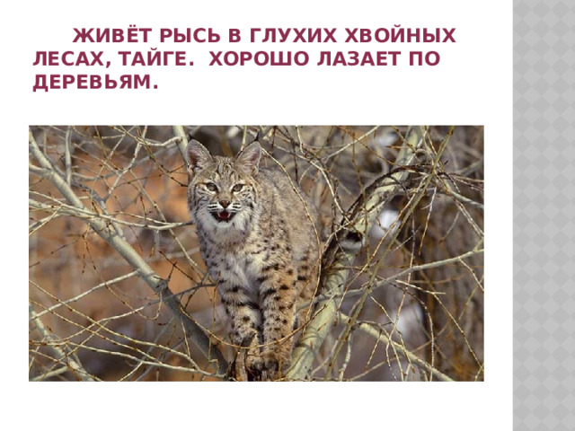  Живёт рысь в глухих хвойных лесах, тайге. Хорошо лазает по деревьям. 