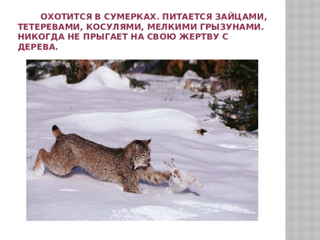  Охотится в сумерках. Питается зайцами, тетеревами, косулями, мелкими грызунами. Никогда не прыгает на свою жертву с дерева. 