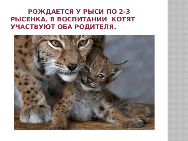  Рождается у рыси по 2-3 рысенка. В воспитании котят участвуют оба родителя. 