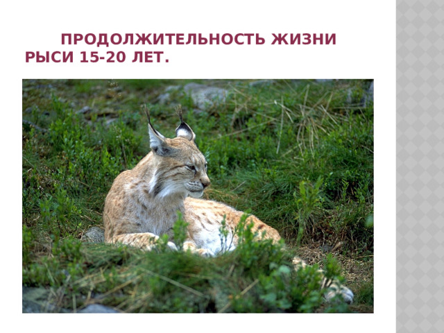  Продолжительность жизни рыси 15-20 лет. 