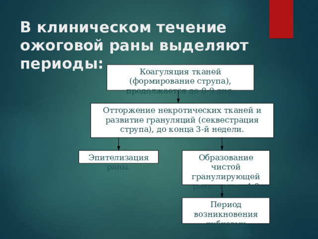 В клиническом течение ожоговой раны выделяют периоды: Коагуляция тканей (формирование струпа), продолжается до 8-9 дня. Отторжение некротических тканей и развитие грануляций (секвестрация струпа), до конца 3-й недели. Эпителизация раны. Образование чистой гранулирующей раны, конец 4-8 нед. Период возникновения рубцовых деформаций. 