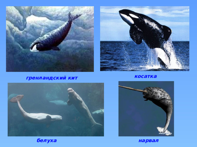 косатка гренландский кит белуха нарвал  