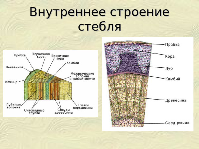 Внутреннее строение стебля 
