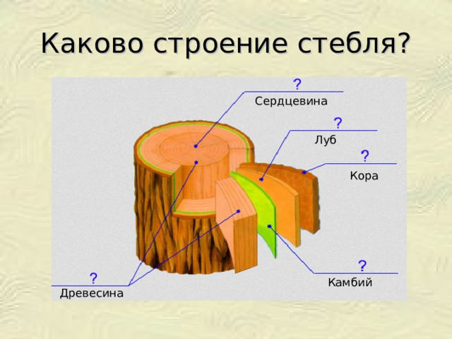 Каково строение стебля? Сердцевина Луб Кора Камбий Древесина 