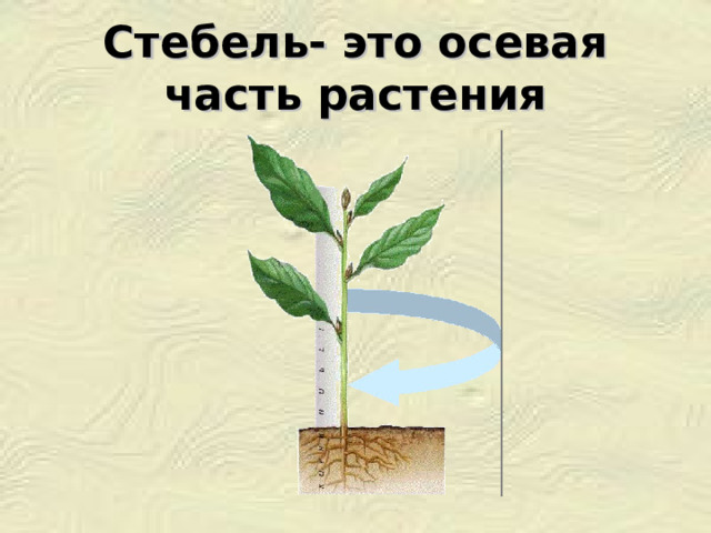 Стебель- это осевая часть растения  