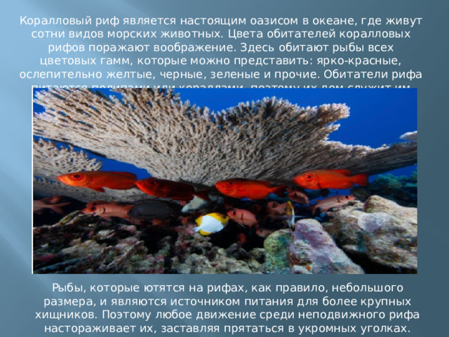 Коралловый риф является настоящим оазисом в океане, где живут сотни видов морских животных. Цвета обитателей коралловых рифов поражают воображение. Здесь обитают рыбы всех цветовых гамм, которые можно представить: ярко-красные, ослепительно желтые, черные, зеленые и прочие. Обитатели рифа питаются полипами или кораллами, поэтому их дом служит им еще и кухней. Рыбы, которые ютятся на рифах, как правило, небольшого размера, и являются источником питания для более крупных хищников. Поэтому любое движение среди неподвижного рифа настораживает их, заставляя прятаться в укромных уголках.   